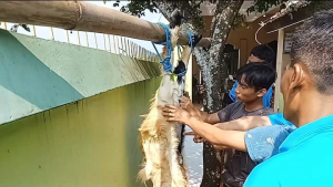 Praktek Sholat Idul Adha Dan Pelaksanaan Penyembelihan Qurban